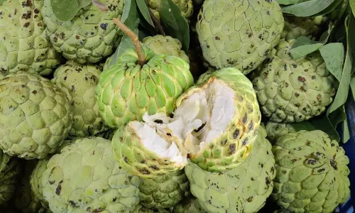Custard Apple Gains Popularity in Hyderabad Market