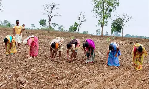 Telangana Seed Corporation Urges Farmers to Buy Seeds Directly from Outlets