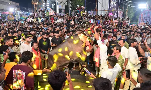 Majestic Bulls Hold Forte at Sadar Utsav Sammelan