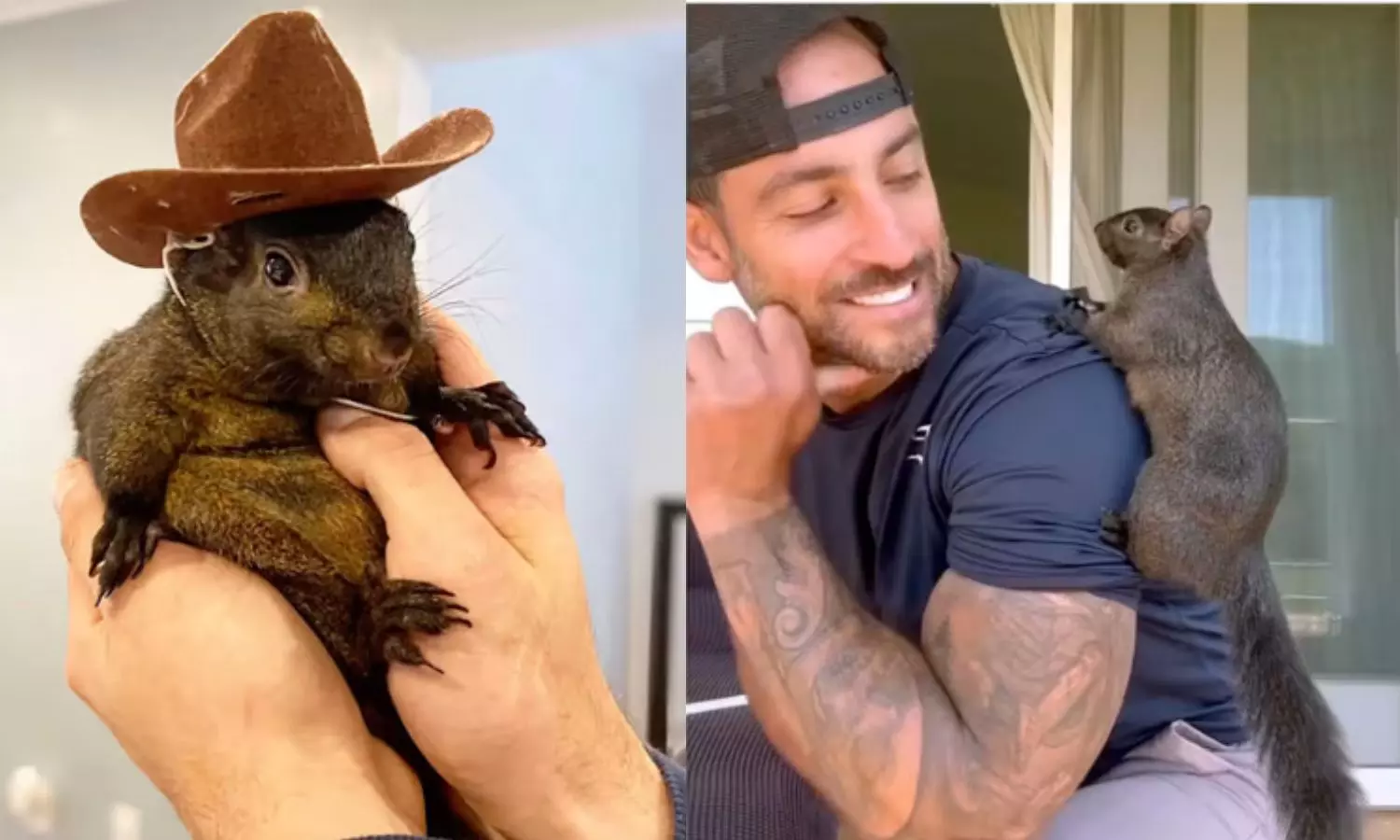 Internet star Peanut the Squirrel euthanized Internet star Peanut the Squirrel euthanized