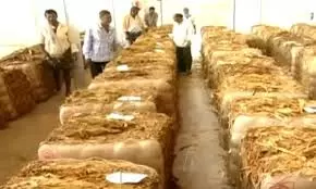 Tobacco farmers in Prakasam reap record profits Tobacco farmers in Prakasam reap record profits