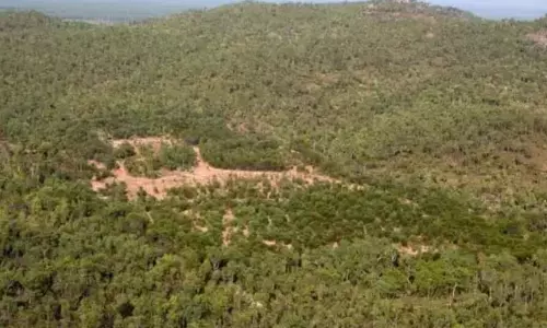 Foresters Find Tough Checking Livestock From Grazing in Forests