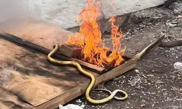 Military Dairy Farm Residents Alarmed by Snake Sightings