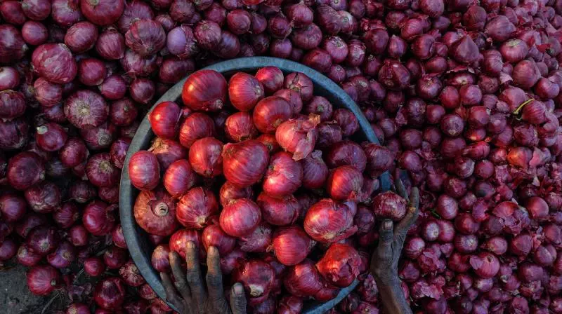 Onion Farmers in Kurnool Enjoy a Profitable Season Onion Farmers in Kurnool Enjoy a Profitable Season