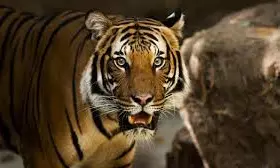 Tiger collides with car near Allagadda