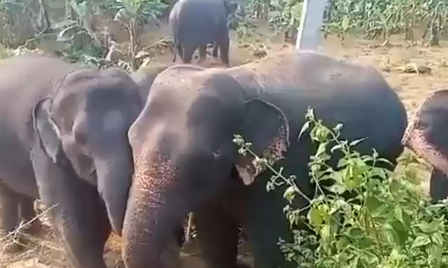 Andhra Pradesh: Elephant shelter proposed in Manyam dist Andhra Pradesh: Elephant shelter proposed in Manyam dist