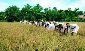 3-Member Panels Likely for Primary Agriculture Cooperative Societies 3-Member Panels Likely for Primary Agriculture Cooperative Societies