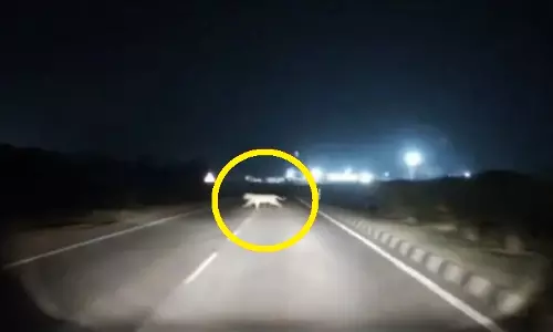 Royal Bengal Tiger Sighting Near Berhampur Causes Panic Among Locals