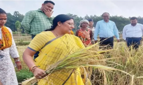 Union Minister Savitri Thakur Joins Odisha Farmers for Harvest