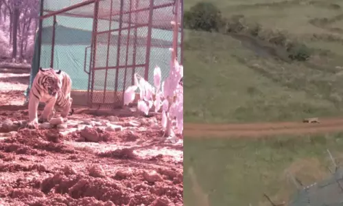 Tigress Jamuna Released in Odisha’s Similipal