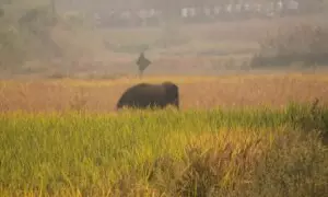 Elephant Calf Dies in Bandhavgarh Tiger Reserve, Raising Toll to 11