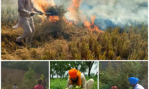Tree plantations:  A solution to North India’s stubble burning impact