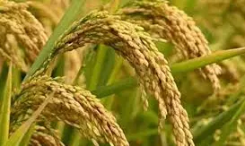West Godavari: 3.64 lakh metric tonnes of paddy purchased