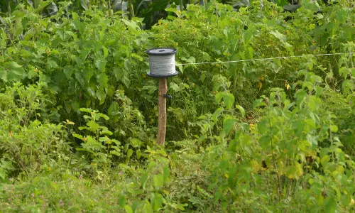 Tigers in Adilabad Face Threat from Speeding Vehicles, Live Wires