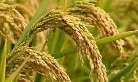 PJTSAU and IIRR sign MoU to collaborate on enhancing paddy productivity