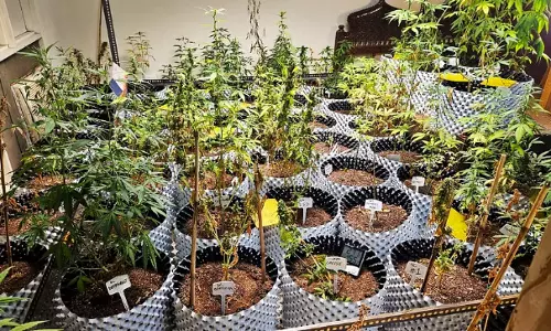 Noida man arrested for Rs 60 lakh cannabis garden in flat