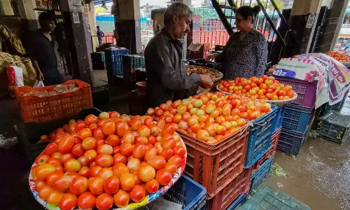 Kurnool District Farmers Hit Hard by Drop in Tomato Prices