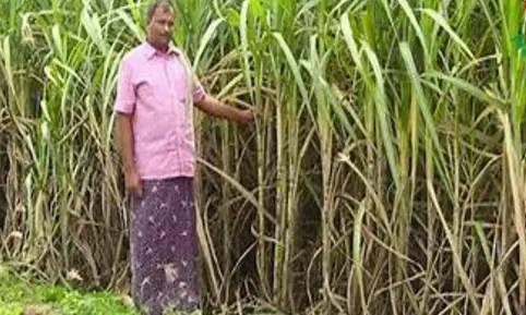 Telangana: Sugarcane farmers warn of stir if issues not resolved