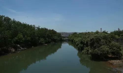 Alarming decline in mangrove forests amid Vizag’s growth