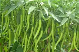 Madhya Pradesh tops spice production in country Madhya Pradesh tops spice production in country