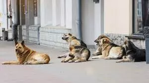 Six-Year-Old Girl Mauled to Death by Stray Dogs in Odisha Six-Year-Old Girl Mauled to Death by Stray Dogs in Odisha