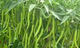 Madhya Pradesh tops spice production in country