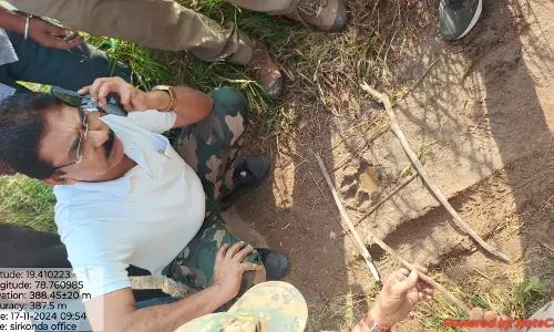 Tiger Sighting Near Utnoor Creates Panic Among Villagers in Adilabad