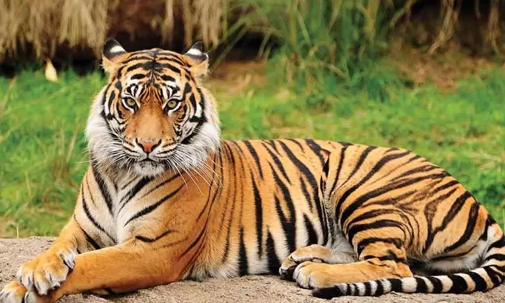 Foresters find two cattle kills by tigers in 2 districts