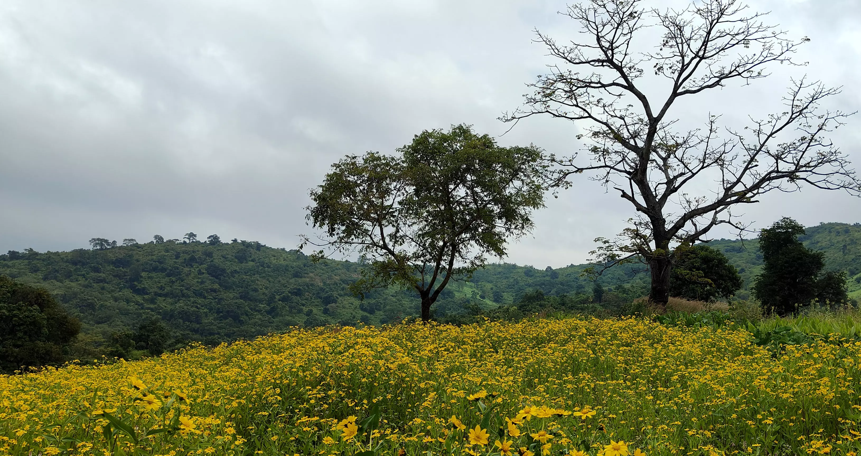 Araku Valleys stunning Valisalu flower bloom masks farming challenges Araku Valleys stunning Valisalu flower bloom masks farming challenges