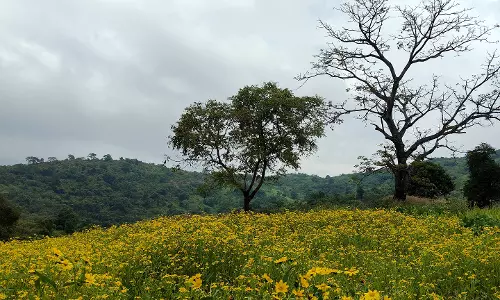 Araku Valleys stunning Valisalu flower bloom masks farming challenges