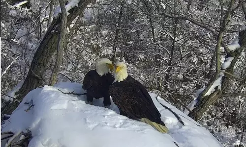 A new eagle camera is going live in Minnesota to the delight of global viewers