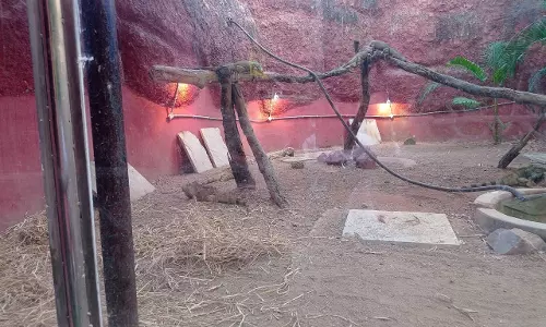 Nehru Zoo Gears Up for Harsh Winter With New Heating Measures