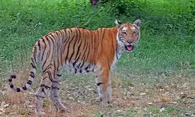 Telangana awaits Centre’s nod for conservation reserve