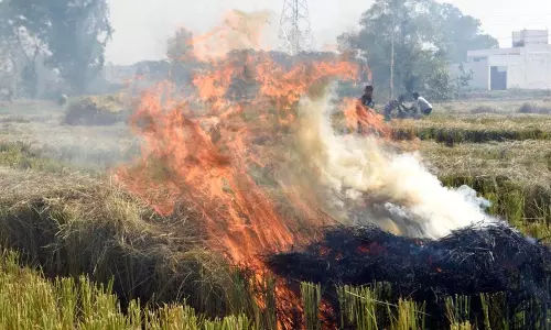 Several Root Causes Drive Farmers to Burn Stubble