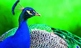 Peacock census conducted at KBR Park, results on Dec. 3