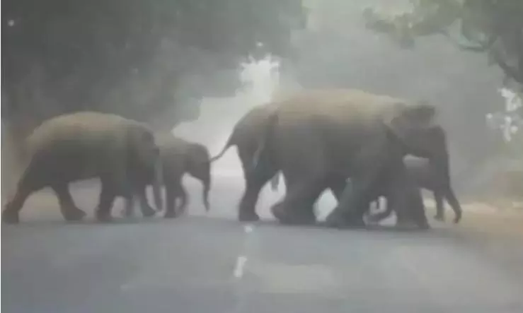 Two tribal persons killed in wild elephant attack in Kerala Two tribal persons killed in wild elephant attack in Kerala