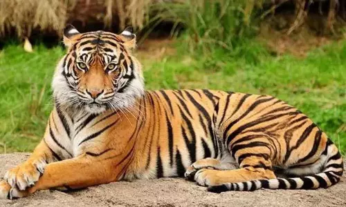 Bengal tiger dies due to illness at Tirupati zoo Bengal tiger dies due to illness at Tirupati zoo