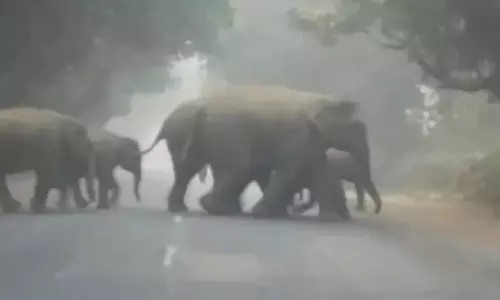 AI Technology Saves Elephants in Odisha from Train Collision