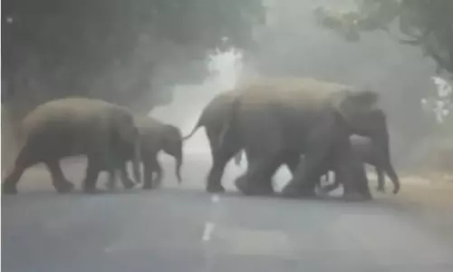 Two tribal persons killed in wild elephant attack in Kerala