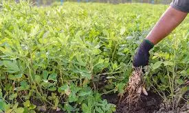 Farmers shun groundnut cultivation in Kurnool