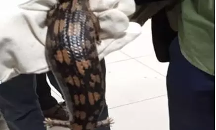 DRI rescues 6 exotic blue tongued lizards at Vizag airport, 2 flyers held