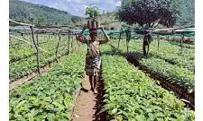 GCC announces revised coffee procurement prices for 2024–25 GCC announces revised coffee procurement prices for 2024–25