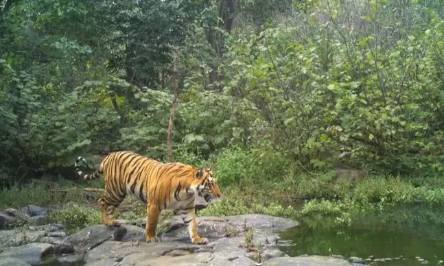 Tiger Re-enters Tadvai Forest in Mulugu