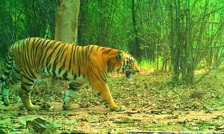 Tiger which killed Morel Laxmi met with a tigress on state borders