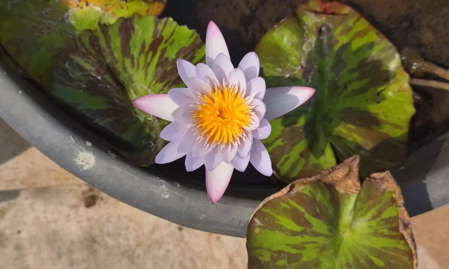 Water lilies, lotus bloom on rooftops in Vizag
