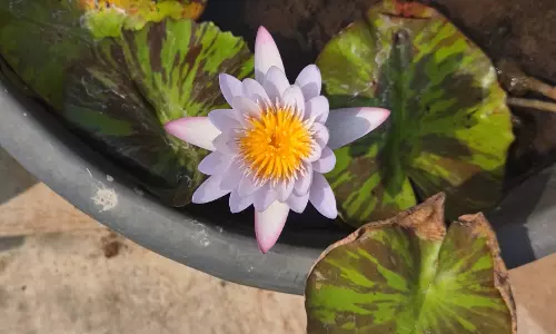Water lilies, lotus bloom on rooftops in Vizag