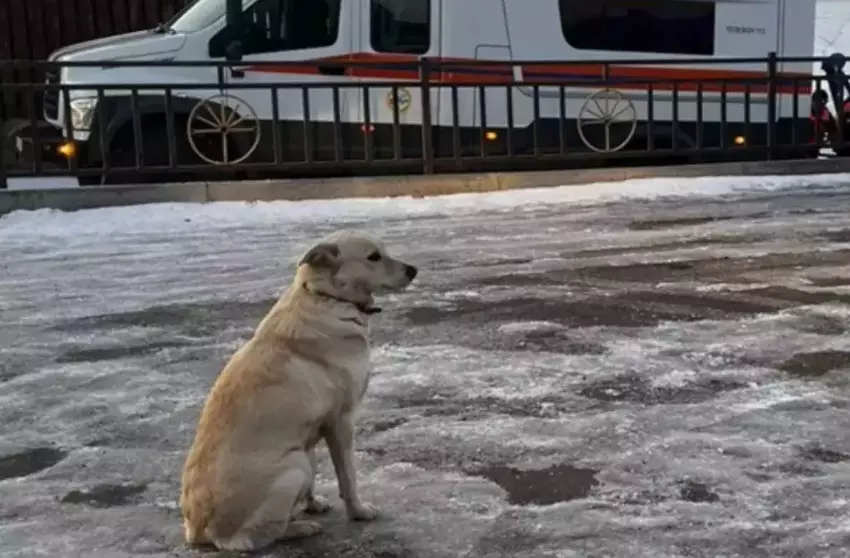 Devoted dog waits three days for owner after his death Devoted dog waits three days for owner after his death
