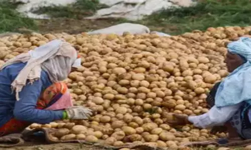 Bengal Potato Traders Threaten Strike Over Curbs on Sales to Other States Bengal Potato Traders Threaten Strike Over Curbs on Sales to Other States