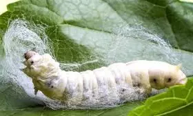 Women farmers as backbone of sericulture in AP