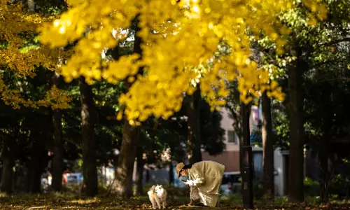 Japan witnesses warmest autumn on record